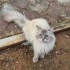 !!!!Bahçemizdeki kayıp bir minnoş kendisine yeni bir ev arıyor!! fotoğraf