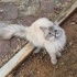 !!!!Bahçemizdeki kayıp bir minnoş kendisine yeni bir ev arıyor!! fotoğraf