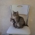 HENÜZ 4 AYLIK BİRİSİ ERKEK DİĞERİ DİŞİ KARDEŞLER fotoğraf