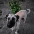 MEGGİE KANGAL AŞILI ÇİPLİ fotoğraf