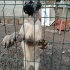 MEGGİE KANGAL AŞILI ÇİPLİ fotoğraf