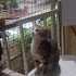 4 AYLİK KİZİMİZ YUVA ARIYOR fotoğraf