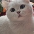 2 KARDEŞ BRİTİSH SORTHAİR fotoğraf