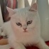 2 KARDEŞ BRİTİSH SORTHAİR fotoğraf