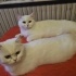 2 KARDEŞ BRİTİSH SORTHAİR fotoğraf