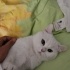 2 KARDEŞ BRİTİSH SORTHAİR fotoğraf