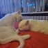 2 KARDEŞ BRİTİSH SORTHAİR fotoğraf