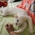 2 KARDEŞ BRİTİSH SORTHAİR fotoğraf