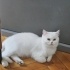 2 KARDEŞ BRİTİSH SORTHAİR fotoğraf
