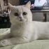 2 KARDEŞ BRİTİSH SORTHAİR fotoğraf