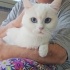 2 KARDEŞ BRİTİSH SORTHAİR fotoğraf
