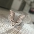 Ücretsiz sahiplendirme fotoğraf