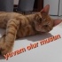 Meraklı oyuncu sarman