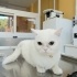 Ücretsiz sahiplenme British kedi ömürlük yuva fotoğraf