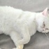 Ücretsiz sahiplenme British kedi ömürlük yuva fotoğraf