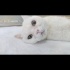 Ücretsiz sahiplenme British kedi ömürlük yuva fotoğraf