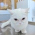 Ücretsiz sahiplenme British kedi ömürlük yuva fotoğraf