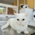 Ücretsiz sahiplenme British kedi ömürlük yuva fotoğraf