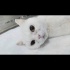 Ücretsiz sahiplenme British kedi ömürlük yuva fotoğraf