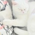 Ücretsiz sahiplenme British kedi ömürlük yuva fotoğraf