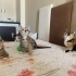 Bal çocuklar yuva arıyor fotoğraf