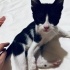 Mırmır 😻🐾ömürlük yuvasını arıyor 05421092084 fotoğraf