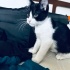 Mırmır 😻🐾ömürlük yuvasını arıyor 05421092084 fotoğraf