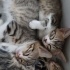 Birbirinden tatlı 4 yavru kedi