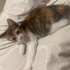 Patiş💕😻🧶ömürlük yuvasını bekliyor 05421092084 fotoğraf