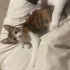 Patiş💕😻🧶ömürlük yuvasını bekliyor 05421092084 fotoğraf