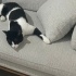 ÇİPLİ KISIR UYSAL EV KEDİSİ HİÇ DIŞARIYA ÇIKMADI