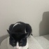 ÇİPLİ KISIR UYSAL EV KEDİSİ HİÇ DIŞARIYA ÇIKMADI fotoğraf