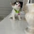 Mini mini dünya tatlısı bebeklre onları bir ömür sevecek yeni anne baba arıyoruz fotoğraf
