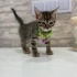 Mini mini dünya tatlısı bebeklre onları bir ömür sevecek yeni anne baba arıyoruz fotoğraf