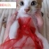 2 AYLIK MİNİK BEBEKLERE YUVA OLMAK İSTER MİSİNİZ? fotoğraf