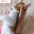 2 AYLIK MİNİK BEBEKLERE YUVA OLMAK İSTER MİSİNİZ? fotoğraf