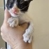 ANNESI TERKETTI YAVRU KEDI ACIL fotoğraf
