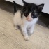 ANNESI TERKETTI YAVRU KEDI ACIL fotoğraf