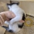 ANNESI TERKETTI YAVRU KEDI ACIL fotoğraf