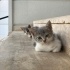RUSSIAN BLUE KIRMASI YAVRU KEDILER fotoğraf