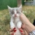 RUSSIAN BLUE KIRMASI YAVRU KEDILER fotoğraf
