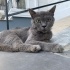 RUSSIAN BLUE KIRMASI YAVRU KEDILER fotoğraf