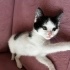 2 aylık smokin erkek kedi yuva arıyor fotoğraf