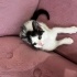 2 aylık smokin erkek kedi yuva arıyor fotoğraf