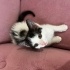 2 aylık smokin erkek kedi yuva arıyor fotoğraf