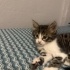 Uysal,sevecen yavru kedi fotoğraf