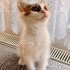 YUVA ARAYAN YAVRU KEDİ - Lana - Sakarya-İzmit-İstanbul fotoğraf