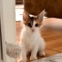YUVA ARAYAN YAVRU KEDİ - Lana - Sakarya-İzmit-İstanbul fotoğraf