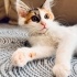 YUVA ARAYAN YAVRU KEDİ - Lana - Sakarya-İzmit-İstanbul fotoğraf