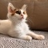 YUVA ARAYAN YAVRU KEDİ - Lana - Sakarya-İzmit-İstanbul fotoğraf